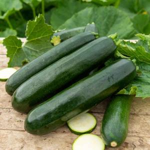 Courgette Verte Noire Maraîchère
